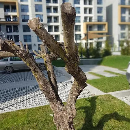 Apartament Alara Mamaia Nord Apartmán *